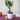 The Best Outdoor Plants to Decorate Your Balcony