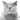 Unveiling the Feline Coronavirus Treatment Landscape
