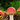 Buy Quality Dried Amanita Muscaria (Fly Agaric) for Sale