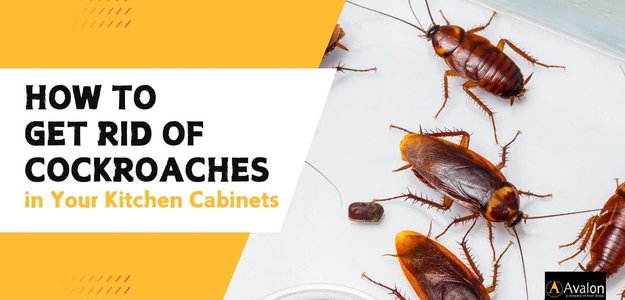 How to Get Rid of Cockroaches in Your Kitchen Cabinets