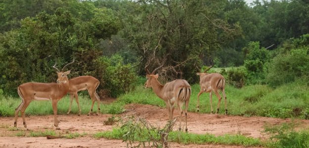 What wildlife can you see on a Malindi Kenya safari?