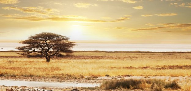 Why Tanzania Is the Ultimate Safari Destination in Africa