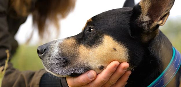 Why BioThane Dog Collars Are Perfect for Adventurous Dogs