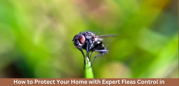 How to Protect Your Home with Expert Fleas Control in Gold Coast and Brisbane