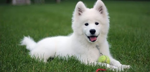 Find Adorable Samoyeds for Sale Near You