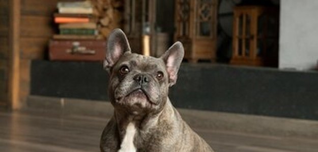 Get Top Quality French Bulldogs From Trusted Breeders Like BlueHaven French Bulldogs