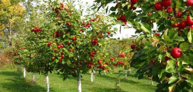 Какие виды плодовых деревьев выращивать в подмосковном саду?