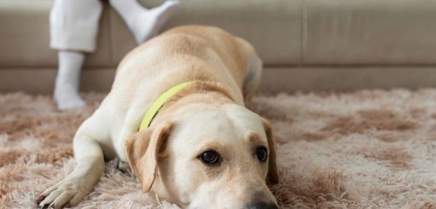 Pet-Friendly Carpet Cleaning: Removing Fur And Odors In Singapore