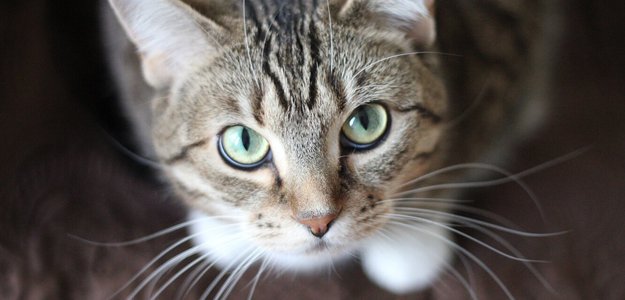 7 КОШАЧЬИХ СТРАННОСТЕЙ, КОТОРЫЕ УЧЕНЫЕ ОБЪЯСНИЛИ С НАУЧНОЙ ТОЧКИ ЗРЕНИЯ