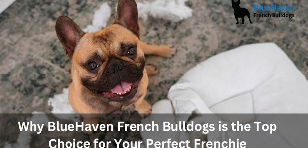 Why BlueHaven French Bulldogs is the Top Choice for Your Perfect Frenchie