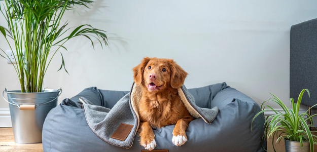 4 Solid Reasons To Buy Dog Beds For Your Pet