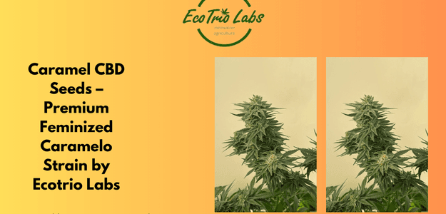 Caramel CBD Seeds – Premium Feminized Caramelo Strain by Ecotrio Labs