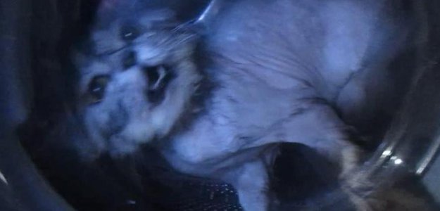 Петиция: Требуем осудить ухтинского живодера, жестоко убившего кота в стиральной машине!