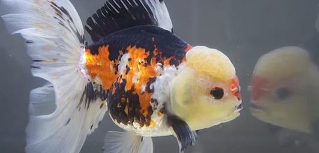 5 Things to Know Before Buying Ranchu Goldfish for Sale