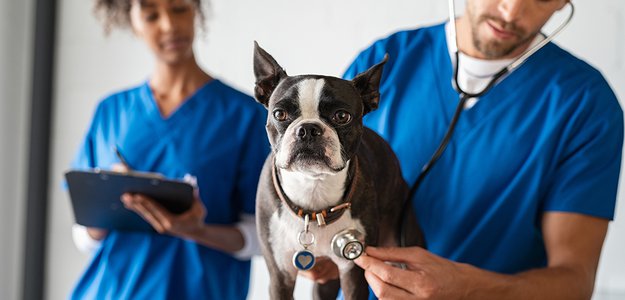 Marketplace Veterinary Guide Find Trusted Care for Your Pets