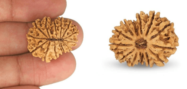 A Divine Connection to Inner Wisdom: 13 Mukhi Rudraksha