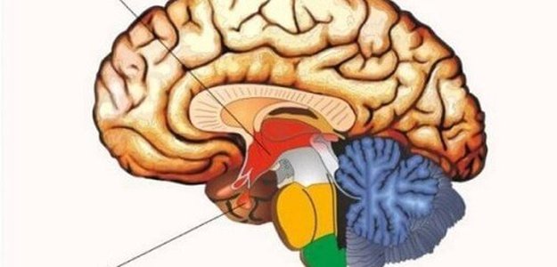 Нейрофизиология чувства голода