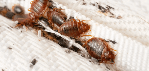 Effective Bed Bug Treatment & Pest Control Solutions - Jim's Pest Control