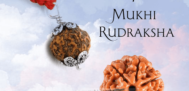 Buy 7 Mukhi Rudraksha Best price Online at Rashi Ratan Bagya