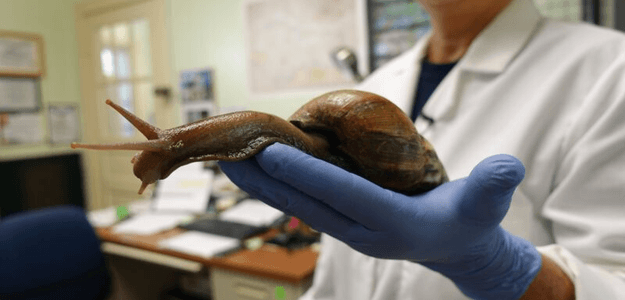 Во Флориде снова обнаружены гигантские пагубные улитки, которые извергают паразитических мозговых червей