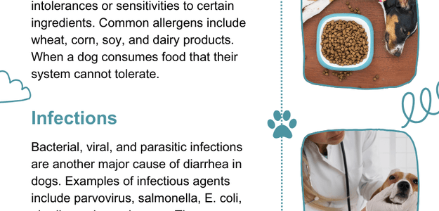 What Causes Diarrhea in Dogs