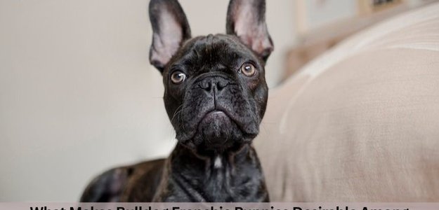 What Makes Bulldog Frenchie Puppies Desirable Among Kids?