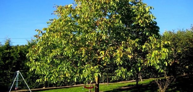 Орех на садовом участке в Подмосковье: как вырастить крепкое дерево?