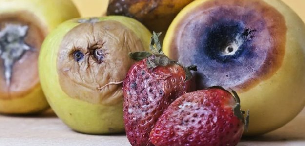 Петербургских школьников кормят гнилыми фруктами