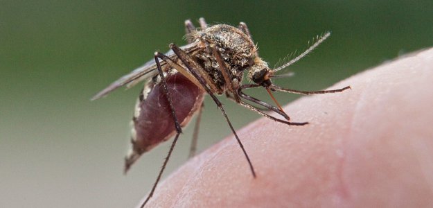 Ароматы против комаров