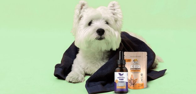 Top 5 Effective CBD Products for Dogs with Anxiety