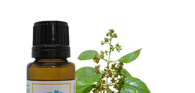 Discover the Benefits of Sandalwood Organic Essential Oil