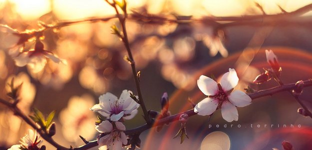 Oh, give us pleasure in the flowers to-day... ― О, дай нам наслажденье от цветков...