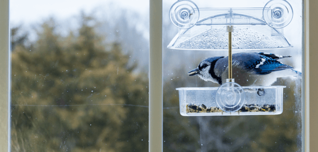 Explore Birdwatching from Your Window: The Complete Guide to Choosing and Using Window Bird Feeders