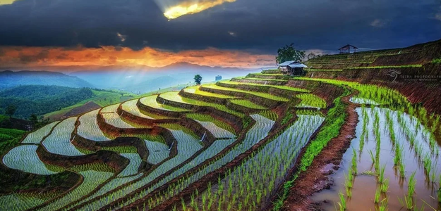 Рисовые поля Вьетнама: рукотворные террасы на склонах гор.