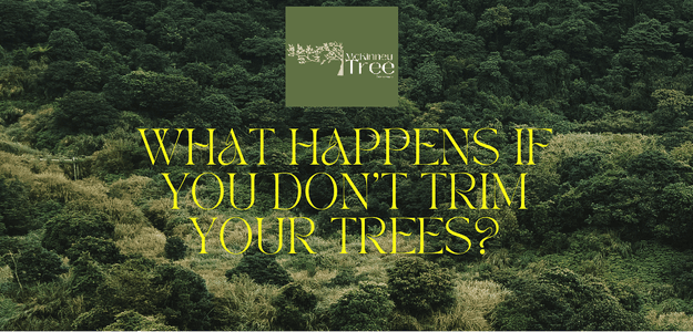 What Happens if You Don't Trim Your Trees?