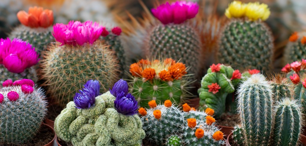 Thriving in Tough Conditions: The Secret to Successful Cactus Gardening