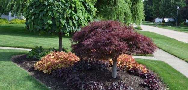 Maple Valley's Landscaping Experts: Creating Outdoor Oasis