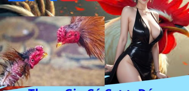 Sân Chơi Cá Cược Đá Gà Trực Tuyến DA88 - Cá Cược Đá Gà Mọi Lúc Mọi Nơi