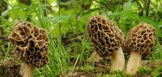 Где искать сморчки и строчки и как их готовить