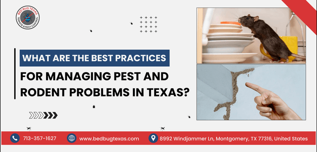 What Are the Best Practices for Managing Pest and Rodent Problems in Texas?