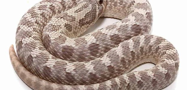 The Reptile Store: Your Destination for Vibrant Hognose Snakes, Shipped Worldwide