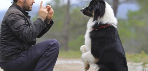 Advanced Training Techniques for Working Dog Breeds