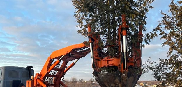 Почему крупномеры пользуются популярностью в ландшафтном дизайне?