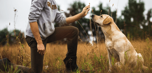 Dog Training For Aggressive Dogs