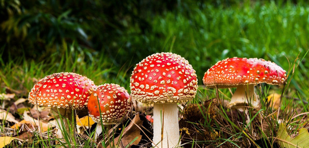 Buy Quality Dried Amanita Muscaria (Fly Agaric) for Sale