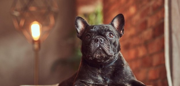 Experience the Joy of Owning a French Bulldog at an Affordable Rate