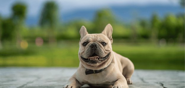 French Bulldog Training 101: From Basic Commands to Advanced Tricks