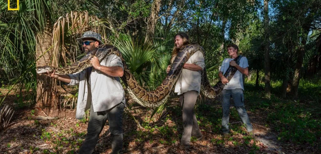Самый большой питон, когда-либо найденный во Флориде, имеет длину 5,4 метра и весит целых 97 килограмм