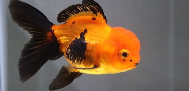 The Ultimate Guide To What Goldfish Eat