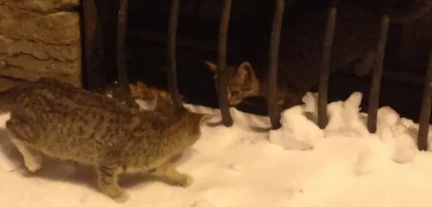 Свобода: котят, запертых в подвале Мариинского театра, спасли